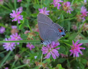 Oak Hairstreak